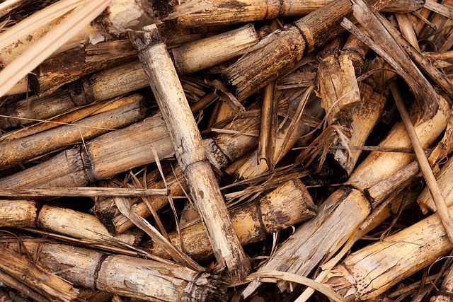 dry stems of sugarcane